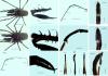 Ischyropsalis dentipalpis
